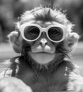 monkey-with-glasses